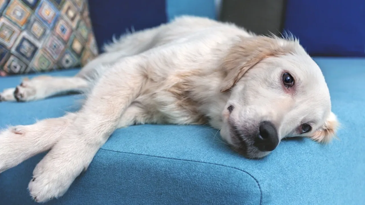 Cambridge Üniversitesi’nin yayımladığı yeni araştırma, köpeklerle insanlar arasındaki benzerliklerin yalnızca duygusal bağla sınırlı olmadığını ortaya koydu. Bilim insanları, köpeklerde korku, hassasiyet, öğrenme hızı ve hatta saldırganlık gibi davranışları etkileyen bazı genlerin, insanlarda da aynı duygusal tepkileri tetiklediğini keşfetti.