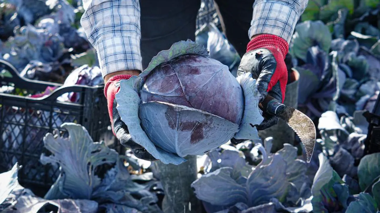 Mor lahana hasadında son mesai! Ankara'da üretici susuzluktan şikayetçi
