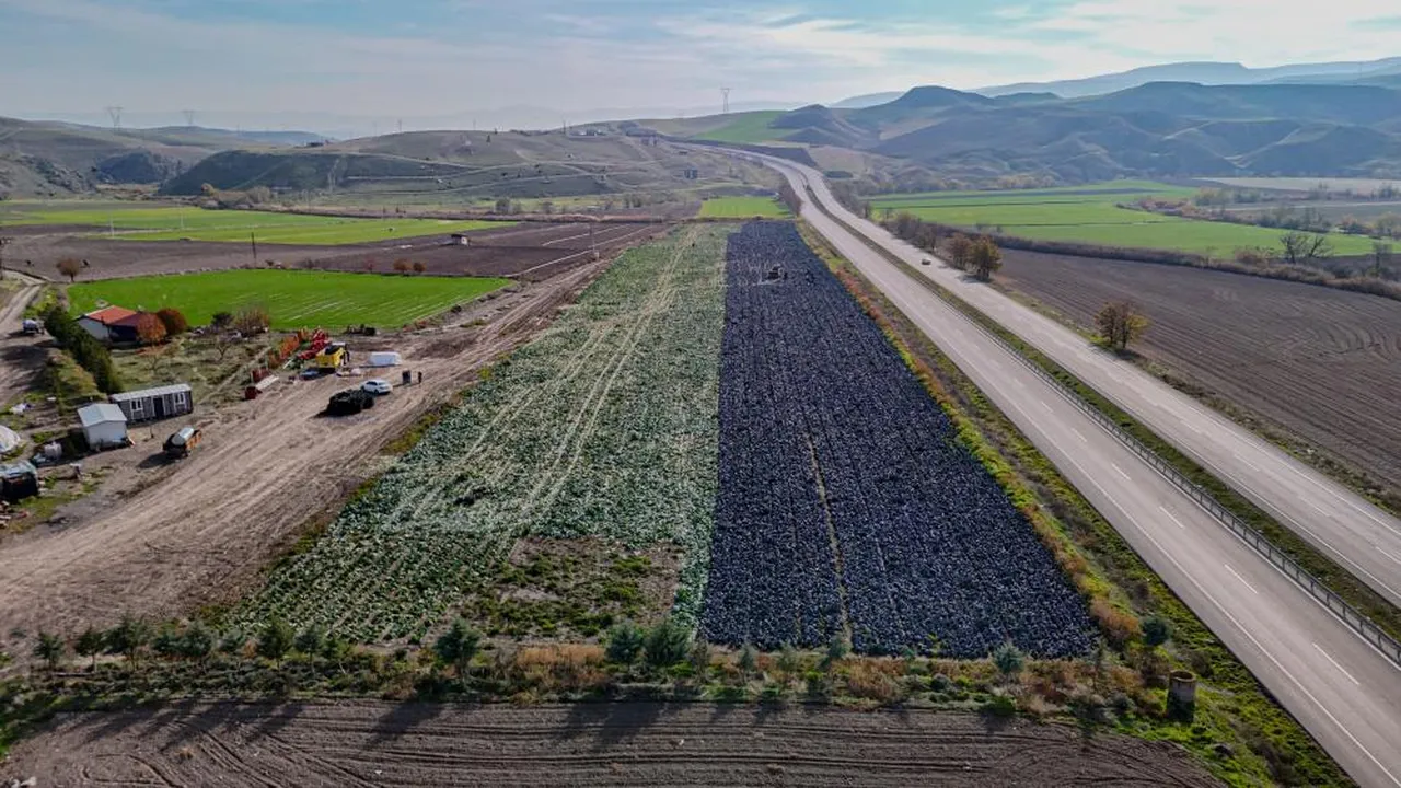 Mor lahana hasadında son mesai! Ankara'da üretici susuzluktan şikayetçi