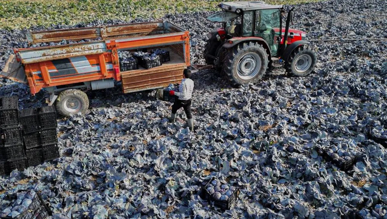 Mor lahana hasadında son mesai! Ankara'da üretici susuzluktan şikayetçi