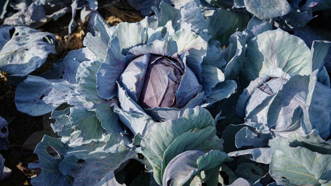 Mor lahana hasadında son mesai! Ankara'da üretici susuzluktan şikayetçi