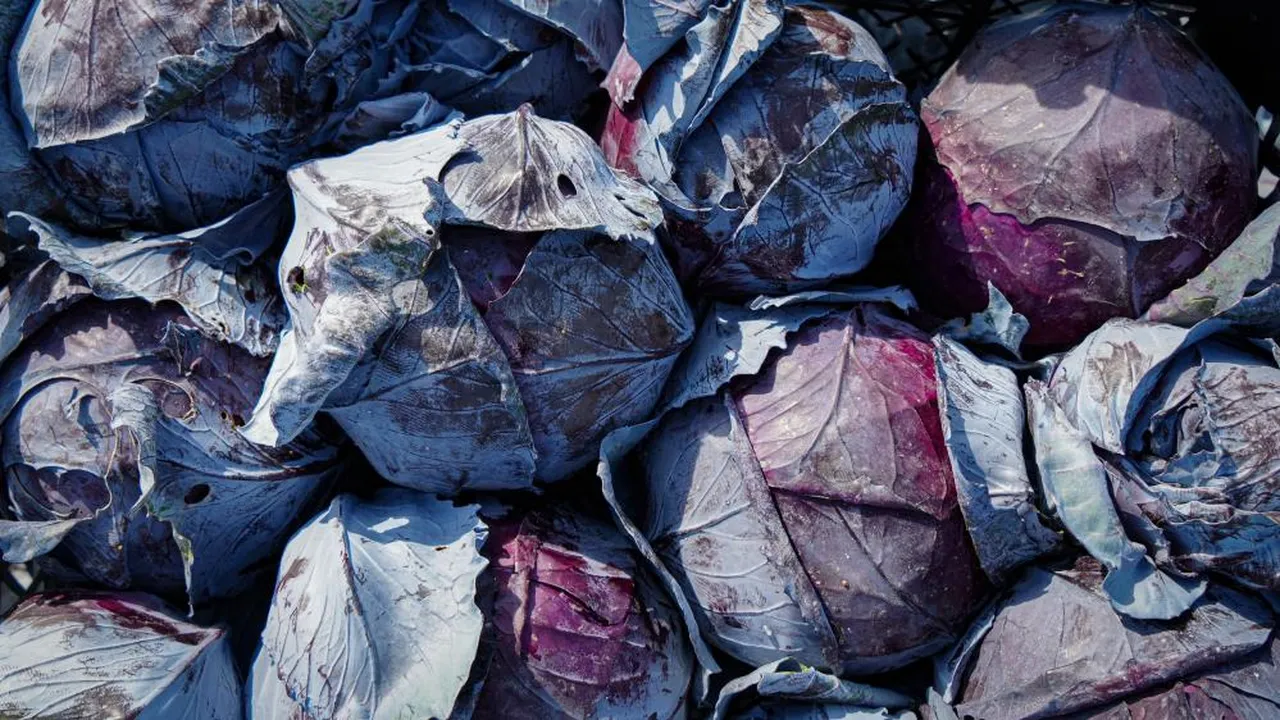 Mor lahana hasadında son mesai! Ankara'da üretici susuzluktan şikayetçi