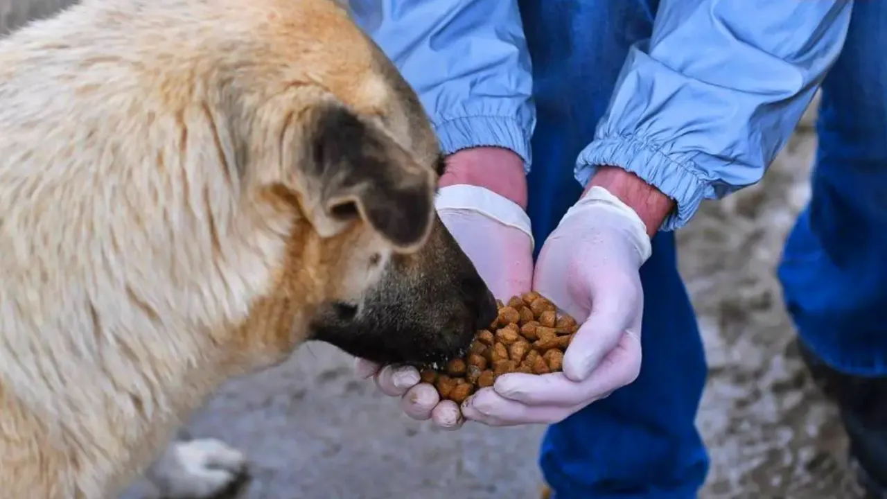 Sokak hayvanlarını beslemek yasak mı, cezası var mı?