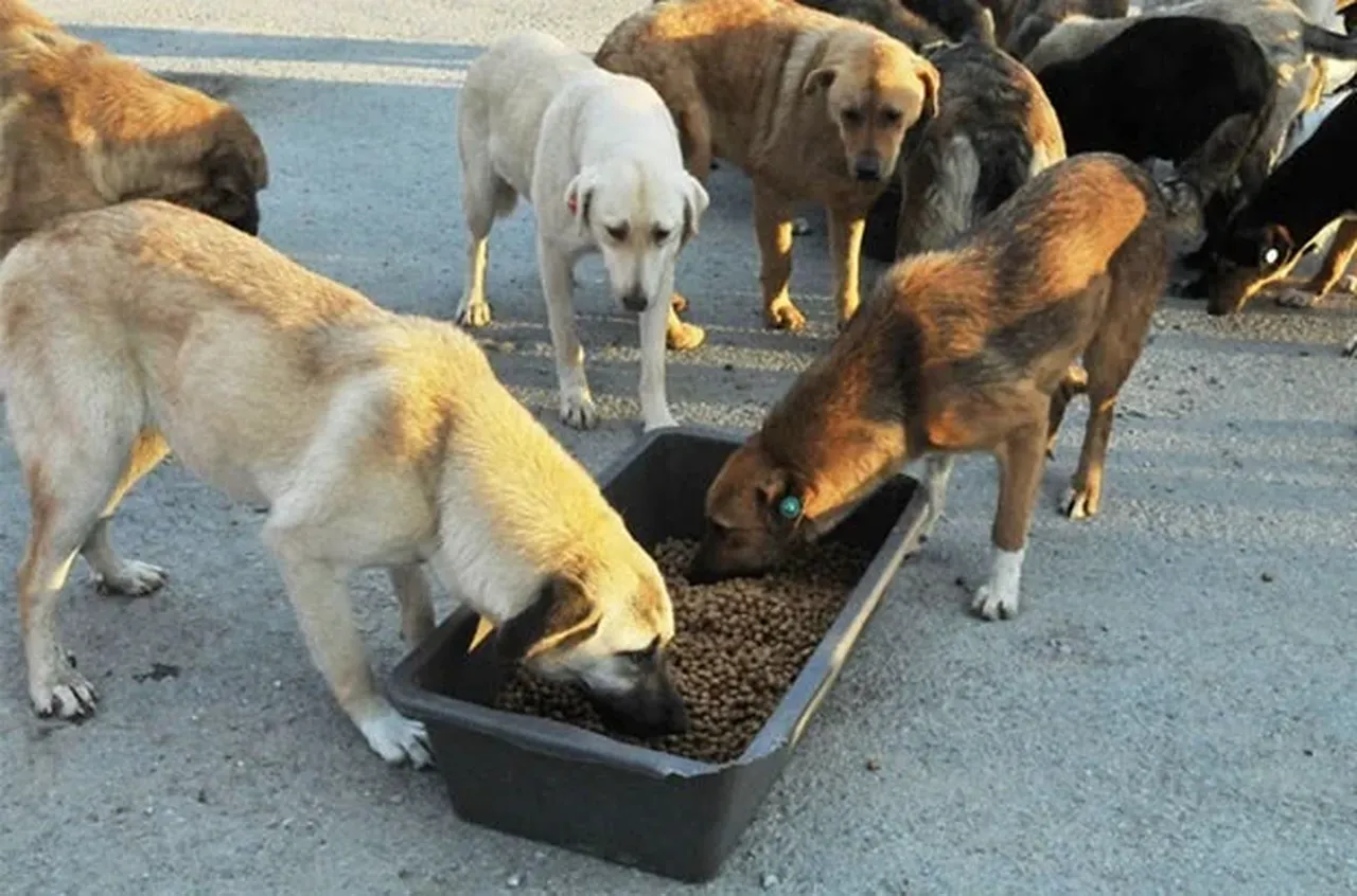 Sokak hayvanlarını beslemek yasak mı, cezası var mı?