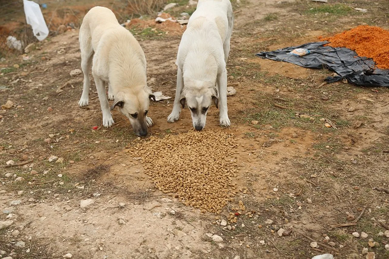 Sokak hayvanlarını beslemek yasak mı, cezası var mı?
