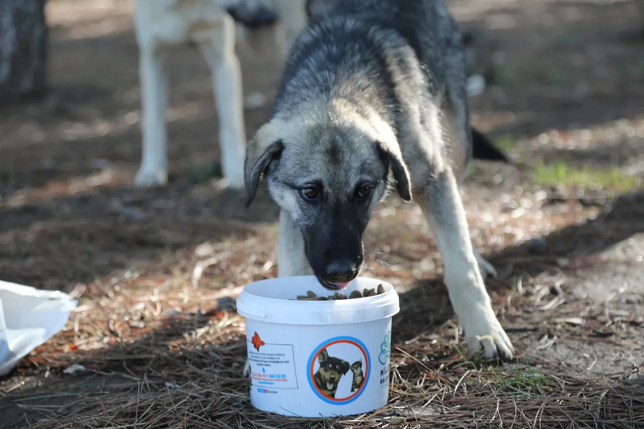 Sokak hayvanlarını beslemek yasak mı, cezası var mı?