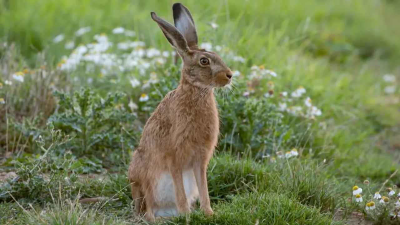 Tavşan av sezonu ne zaman açılıyor? 2025-2026 av sezonu başladı!