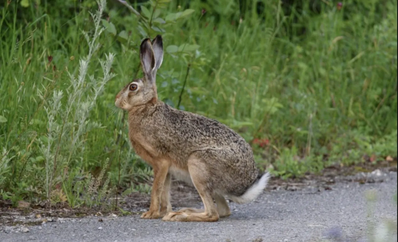 Tavşan av sezonu ne zaman açılıyor? 2025-2026 av sezonu başladı!