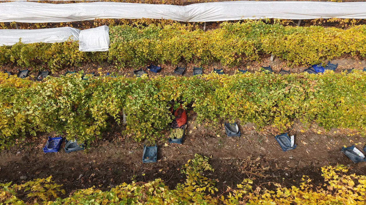 Zirai don rekolteyi yüzde 80 düşürdü! 200 tonluk verim 40 tona indi 