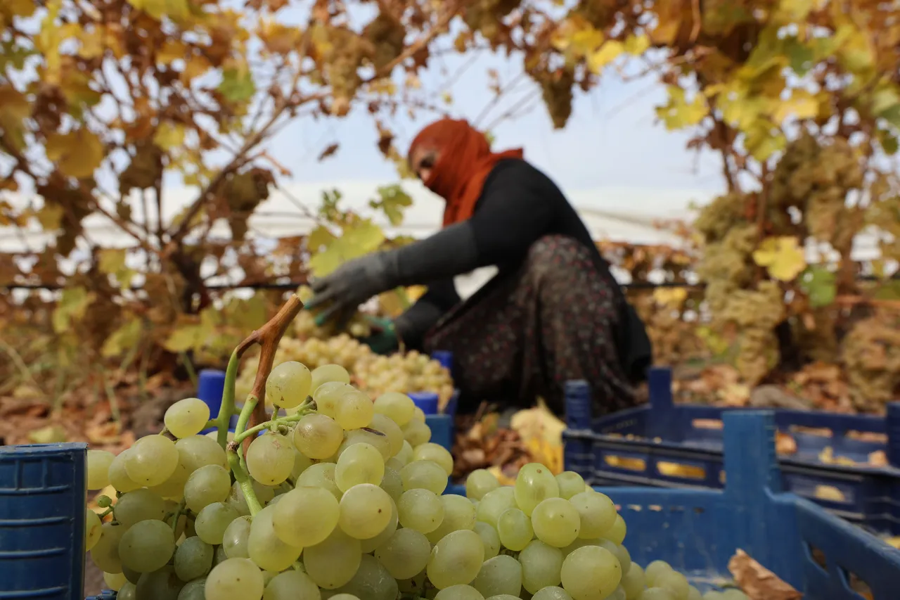 Zirai don rekolteyi yüzde 80 düşürdü! 200 tonluk verim 40 tona indi