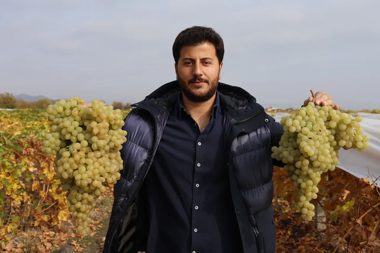 Zirai don rekolteyi yüzde 80 düşürdü! 200 tonluk verim 40 tona indi