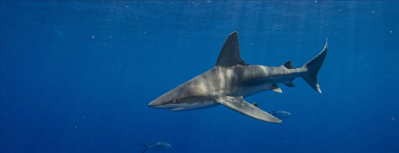 Avustralya'da köpekbalığı 1 kadını öldürdü