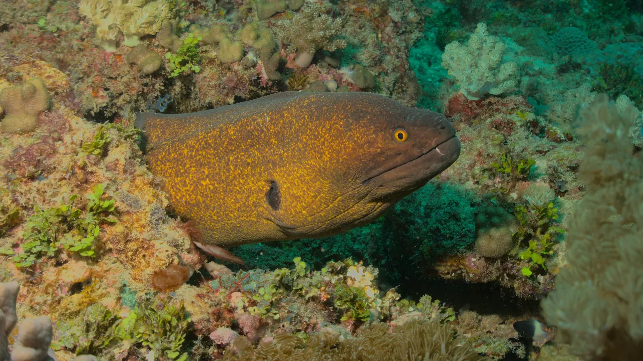 Bilim insanlarının hala tam olarak çözemediği 10 doğa gizemi