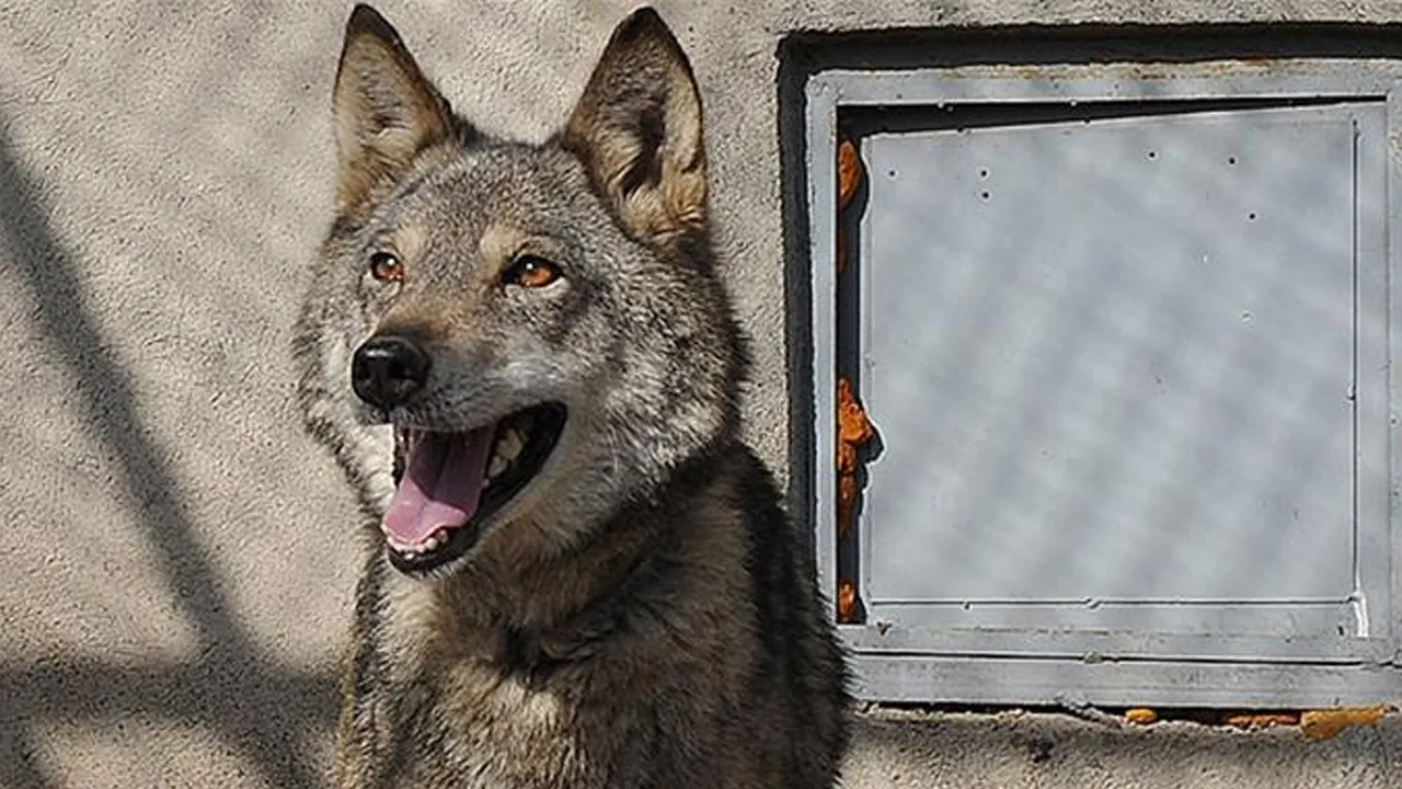 Çorum'da sürüye kurtlar saldırdı! Çoban çaresiz kaldı