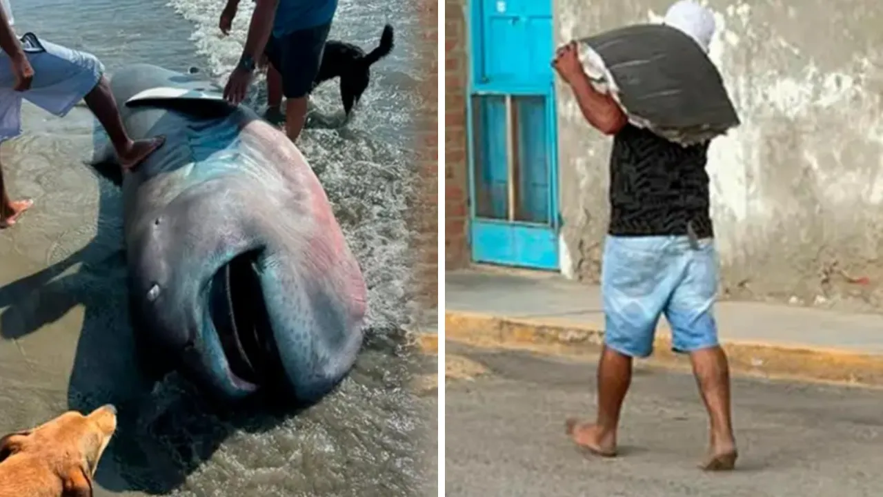Dev köpek balığı sahile vurdu, görenler başına üşüştü! Uzmanlardan tepki yağdı