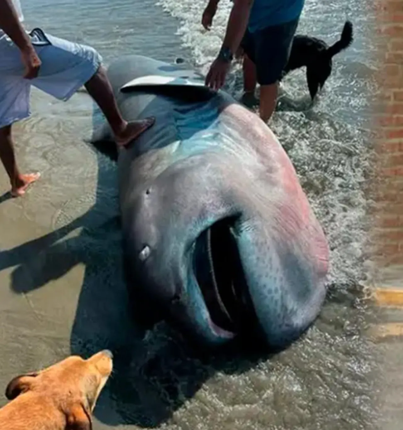 Dev köpek balığı sahile vurdu, görenler başına üşüştü! Uzmanlardan tepki yağdı