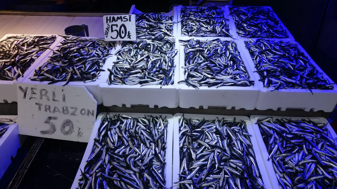 Karadenizde hamsi bolluğu: 3 aydır aralıksız avlıyoruz