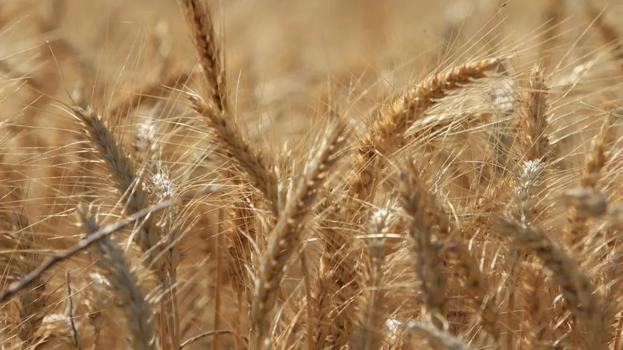 Küresel tahıl üretiminde rekor beklentisi! 2 milyar 430 milyon ton