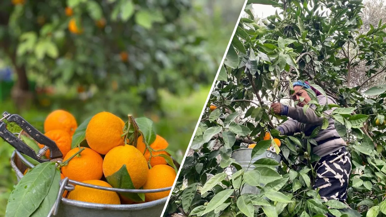 Lezzeti, aroması, ince kabuğu ile biliniyor! Havran Satsumasında hasat devam ediyor