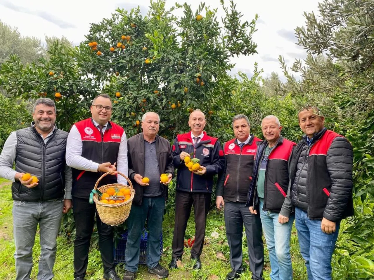 Lezzeti, aroması, ince kabuğu ile biliniyor! Havsan Satsumasında hasat devam ediyor