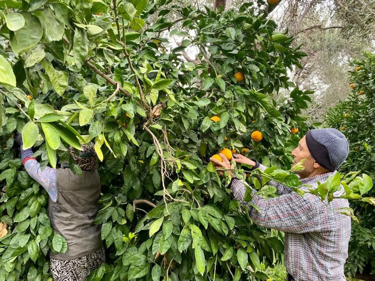 Lezzeti, aroması, ince kabuğu ile biliniyor! Havsan Satsumasında hasat devam ediyor