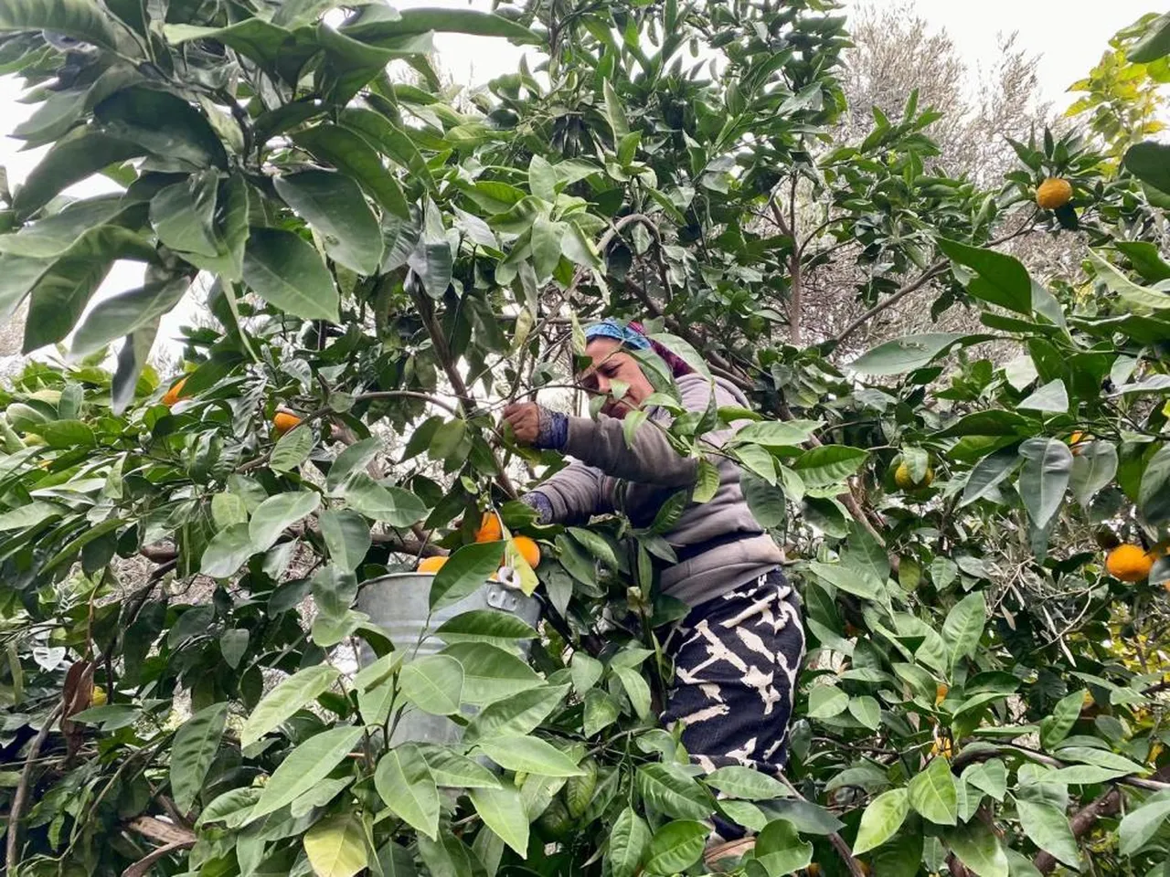 Lezzeti, aroması, ince kabuğu ile biliniyor! Havsan Satsumasında hasat devam ediyor