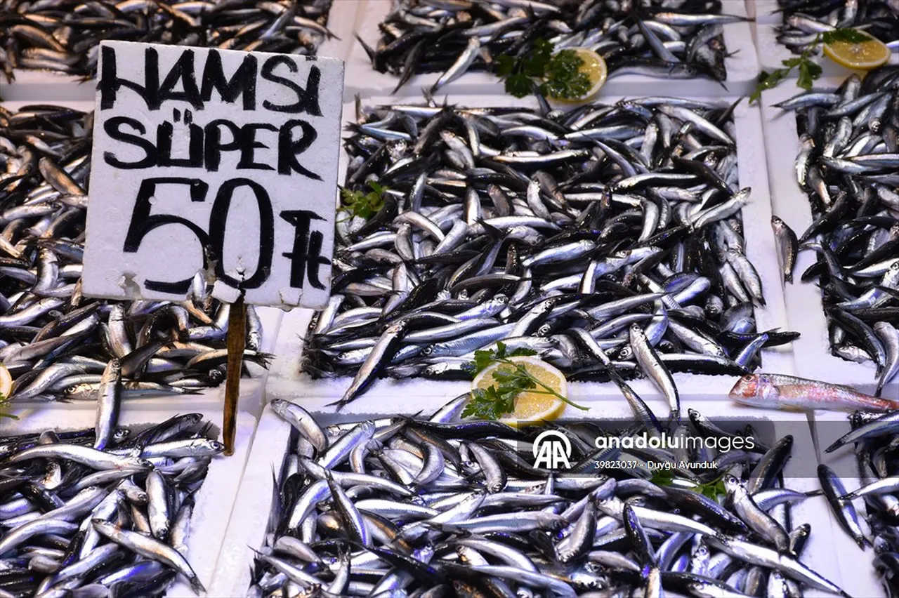 Trabzonda hamsi bolluğu: 50 liradan satışta!