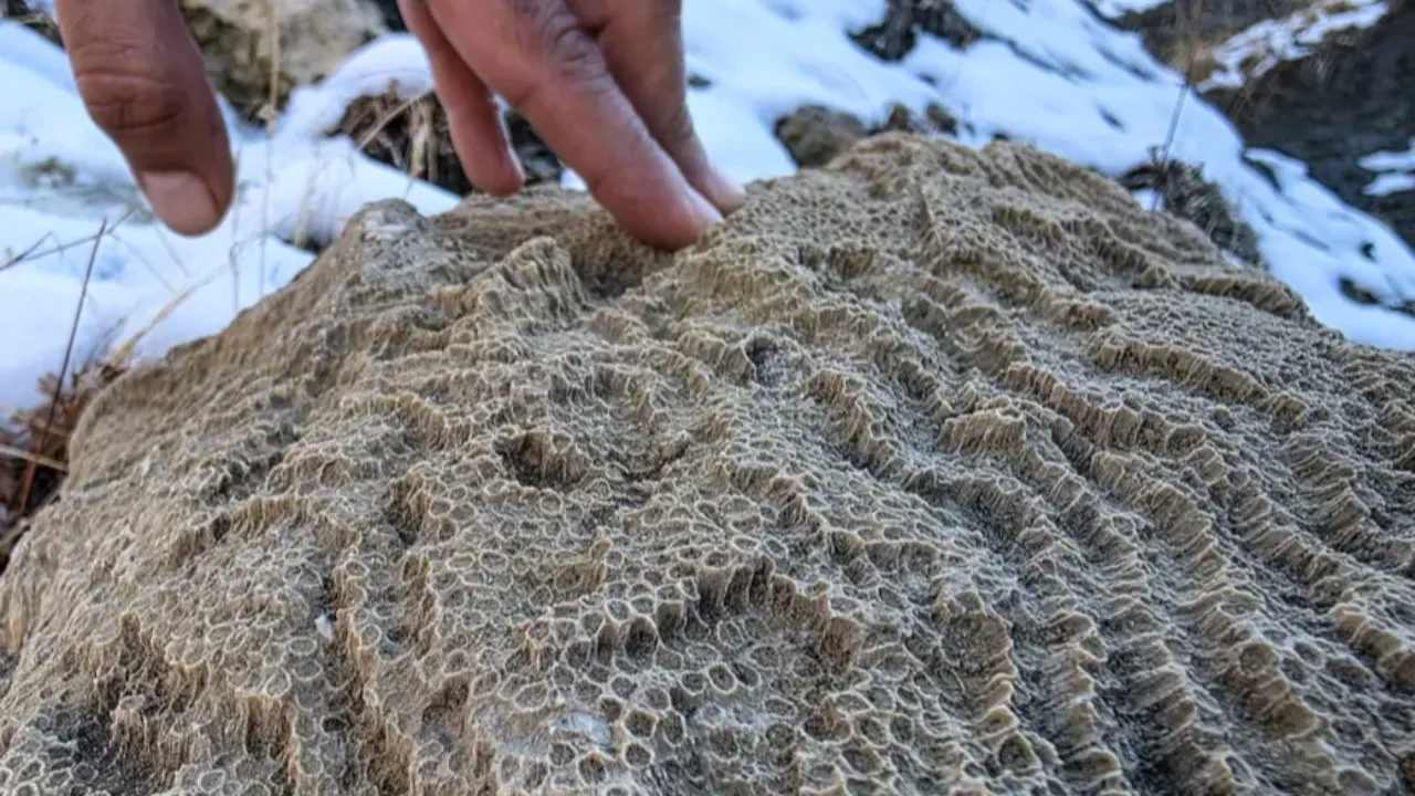 Bingöl'de tarihi keşif: Milyonlarca yıl önce bölge denizle kaplıymış!