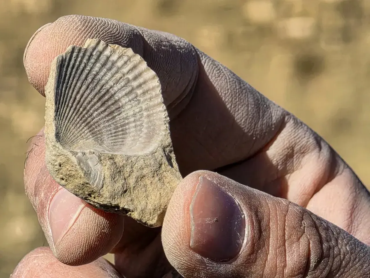 Bingölde tarihi keşif: Milyonlarca yıl önce bölge denizle kaplıymış!