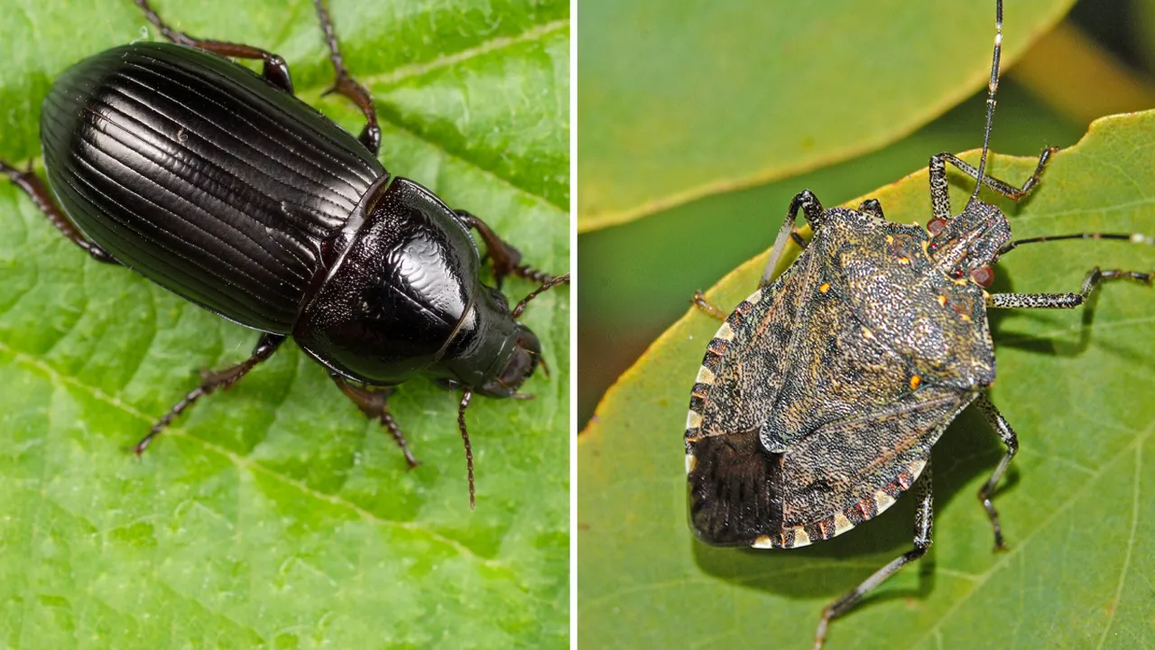 Kahverengi kokarcanın ardından ekin kamburu! Tarımda yeni tehlike