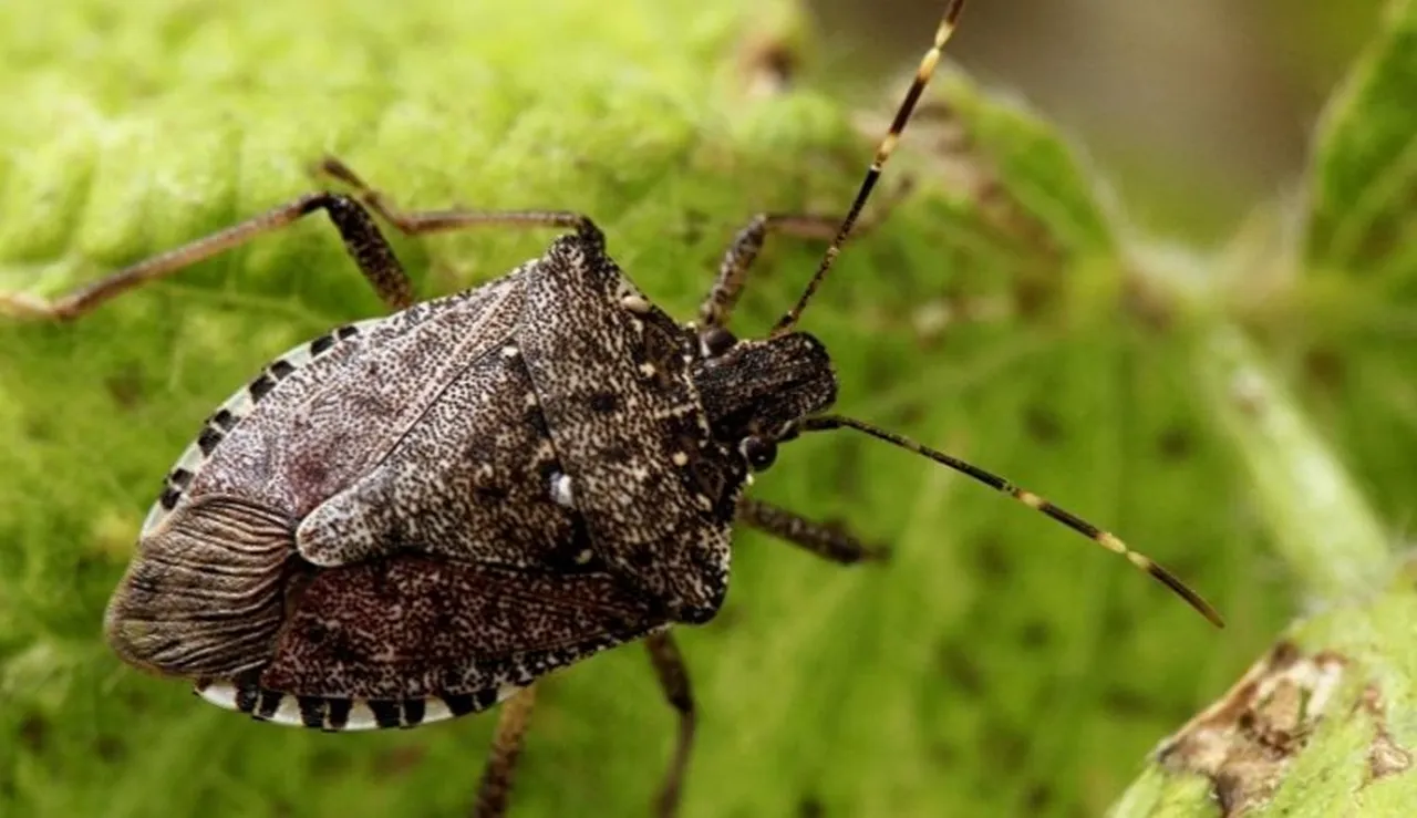 Kahverengi kokarca böceği