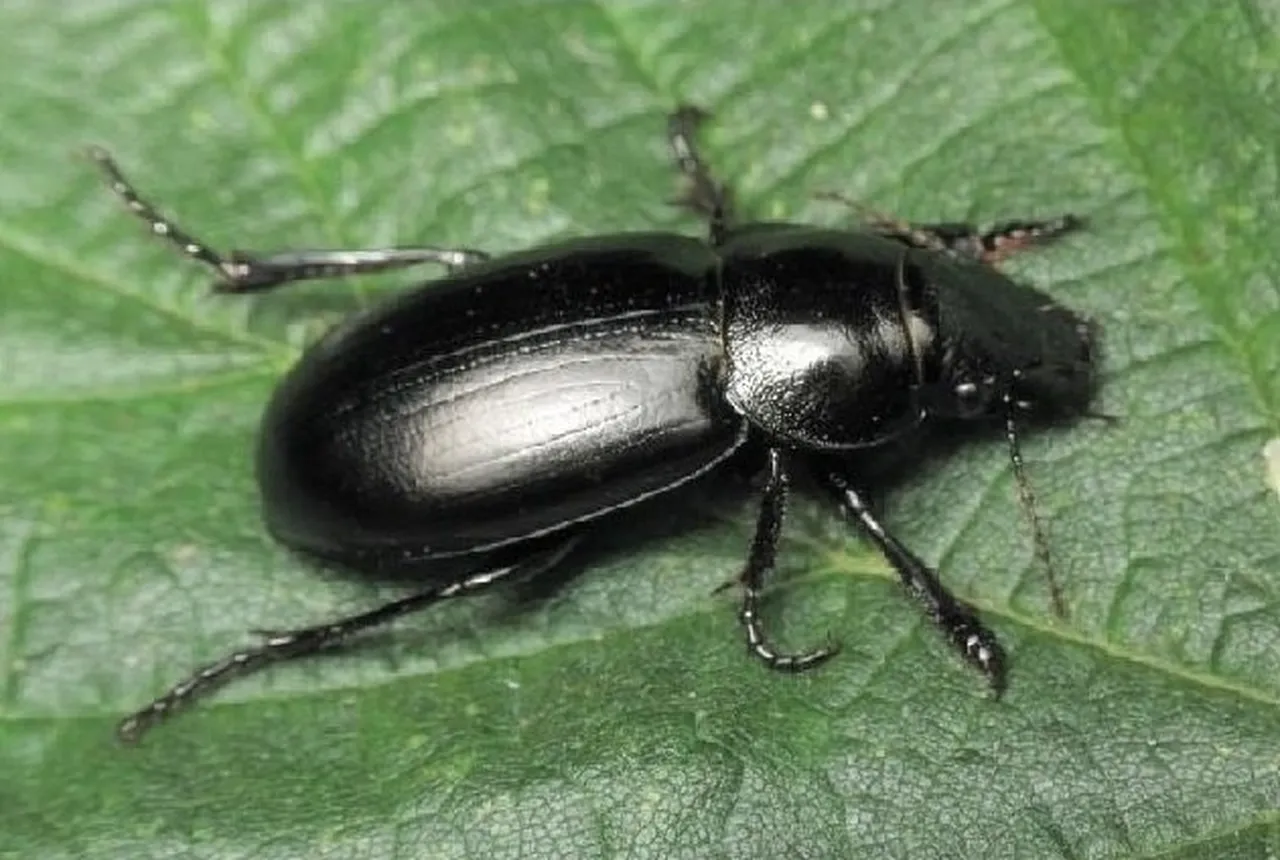 Ekin kambur böceği