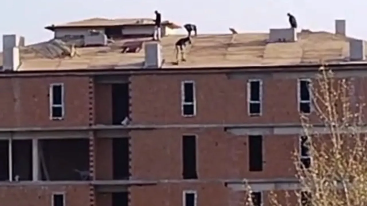 Tek bir önlem almadan çatının kenarında çalıştı! O anlar kamerada