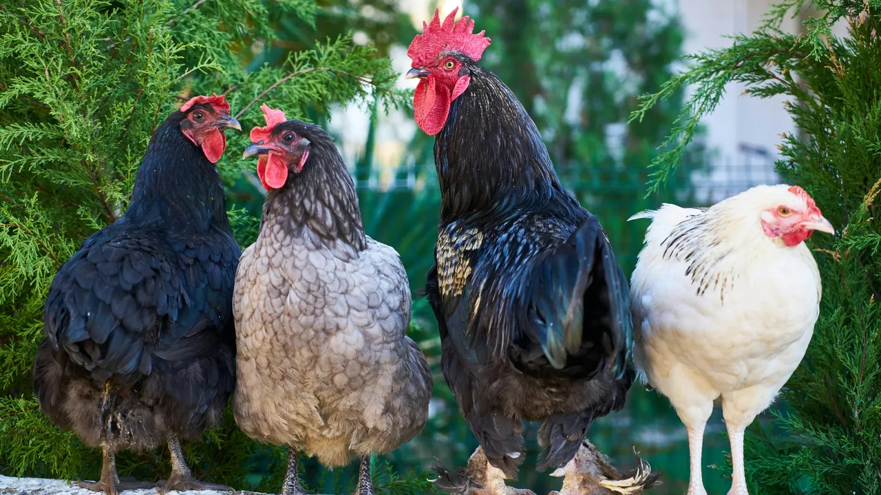 Covid-19'dan daha ölümcül: Bilim insanlarından yeni pandemi uyarısı