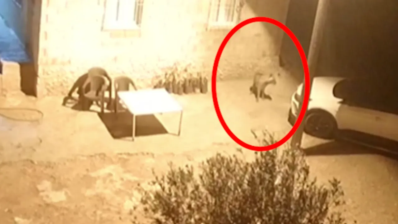 Aç kalan sırtlanlar kümese böyle daldı horoz ve tavukları alıp kaçtı!