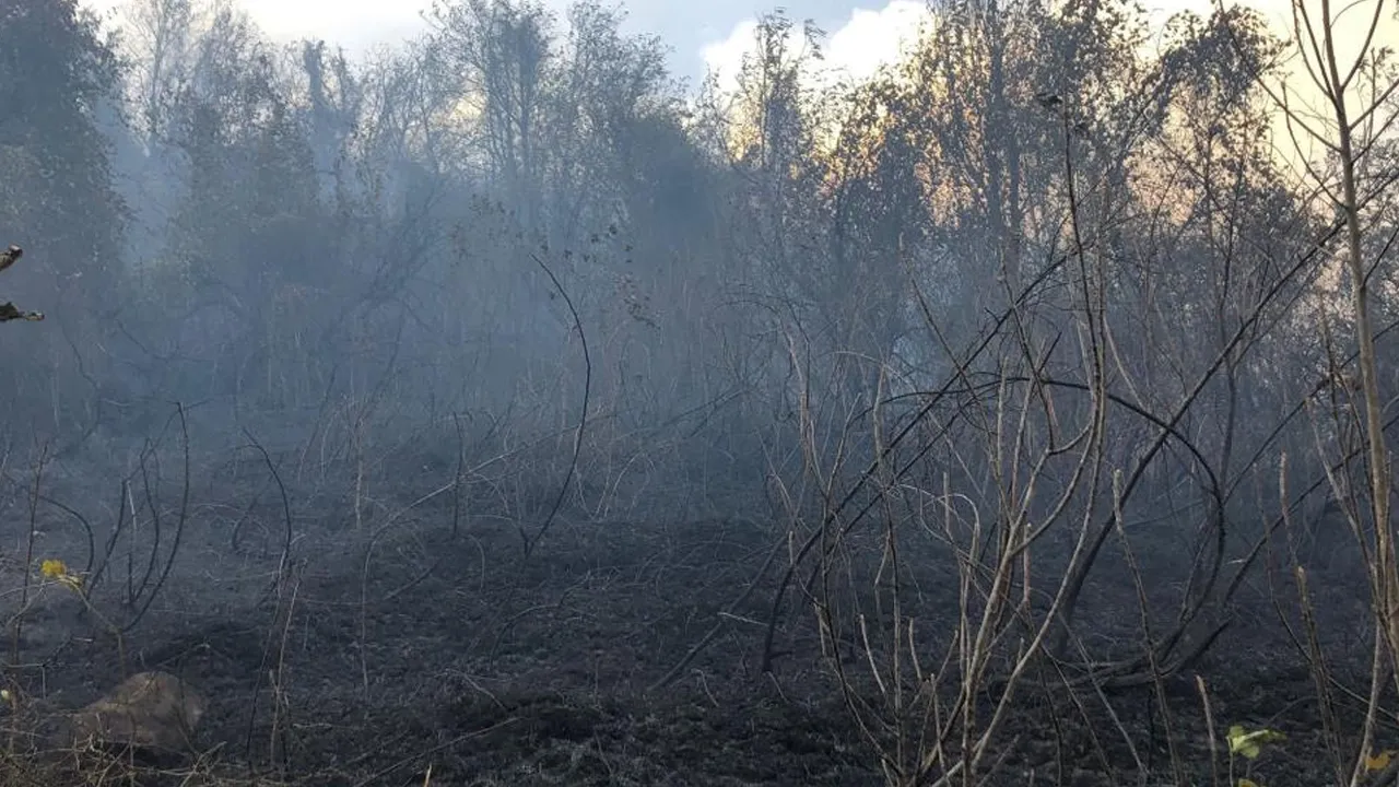 Artvin'de ziraat alanınca başlayan yangın ormana sıçradı