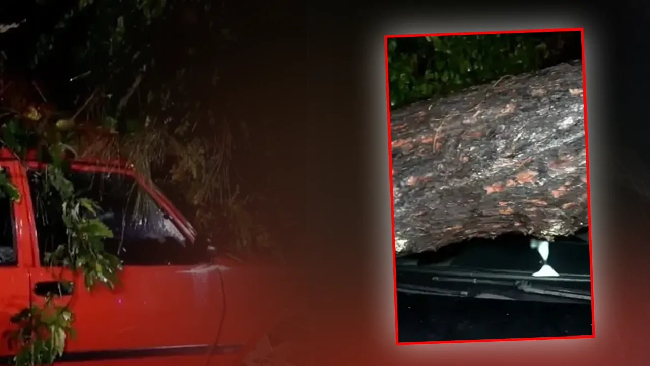 Herkes deprem sandı! 10 metrelik ağaç fırtınada devrildi 