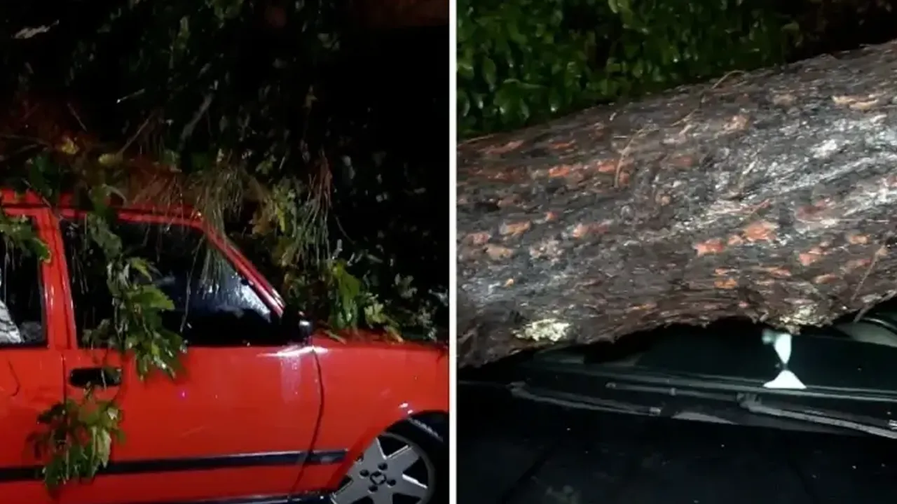 10 metrelik ağaç fırtına sonrası devrildi