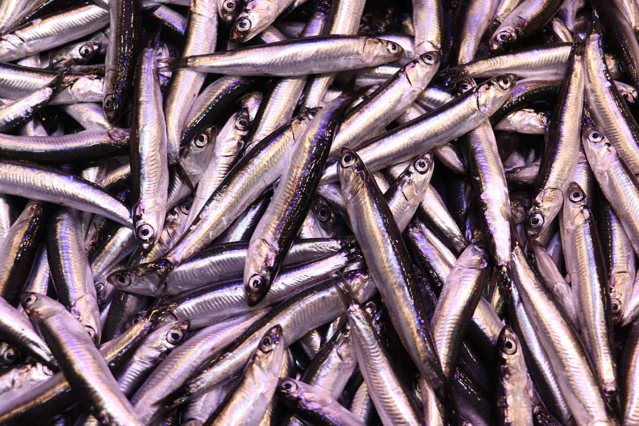 Trabzon'da tezgahlarda hamsinin kilogramı yükseldi!