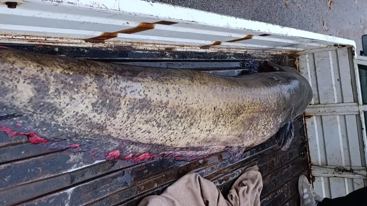 4 kişi araca zor yükledi! İznik'te yakalanan dev balık görenleri hayrete düşürdü 