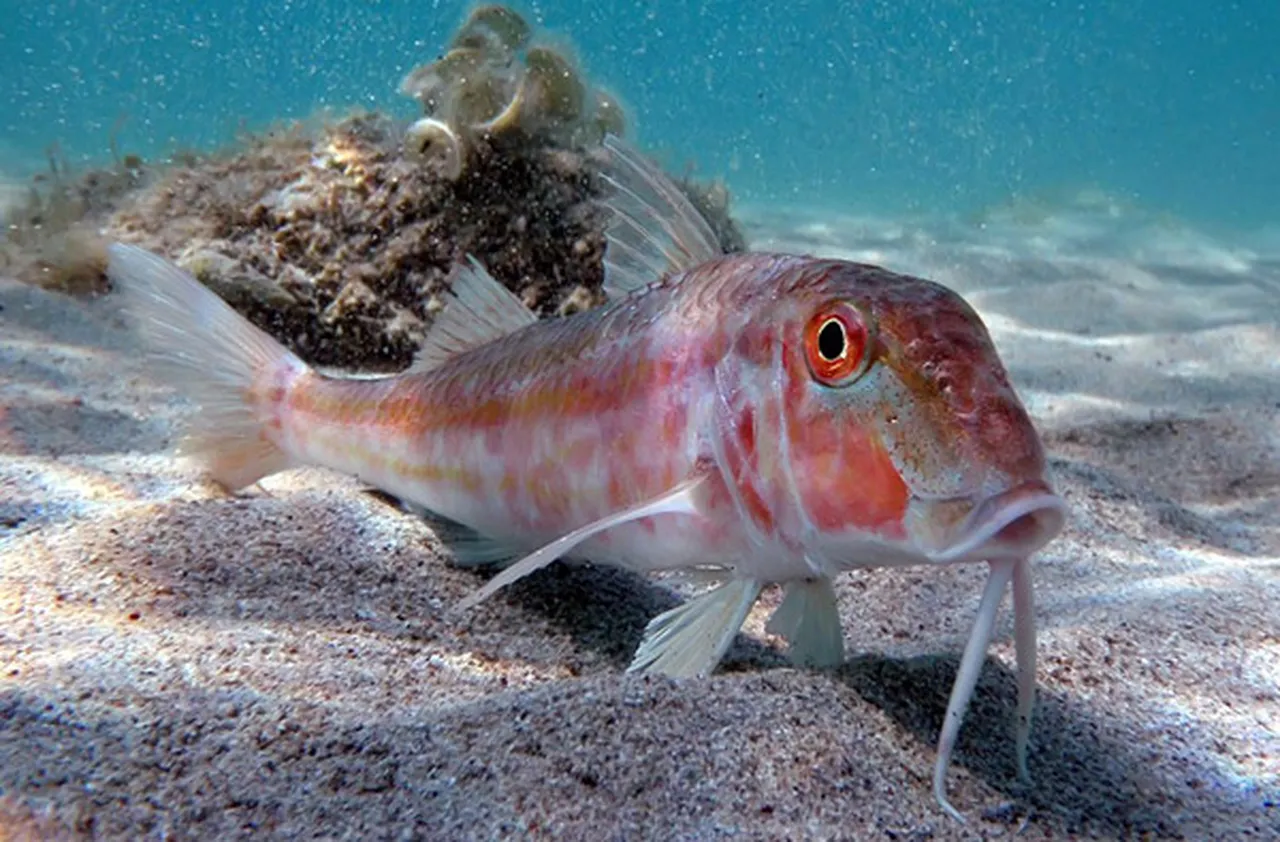 Akdeniz meydan savaşı! Yabancı balıklar yerli türleri yok ediyor
