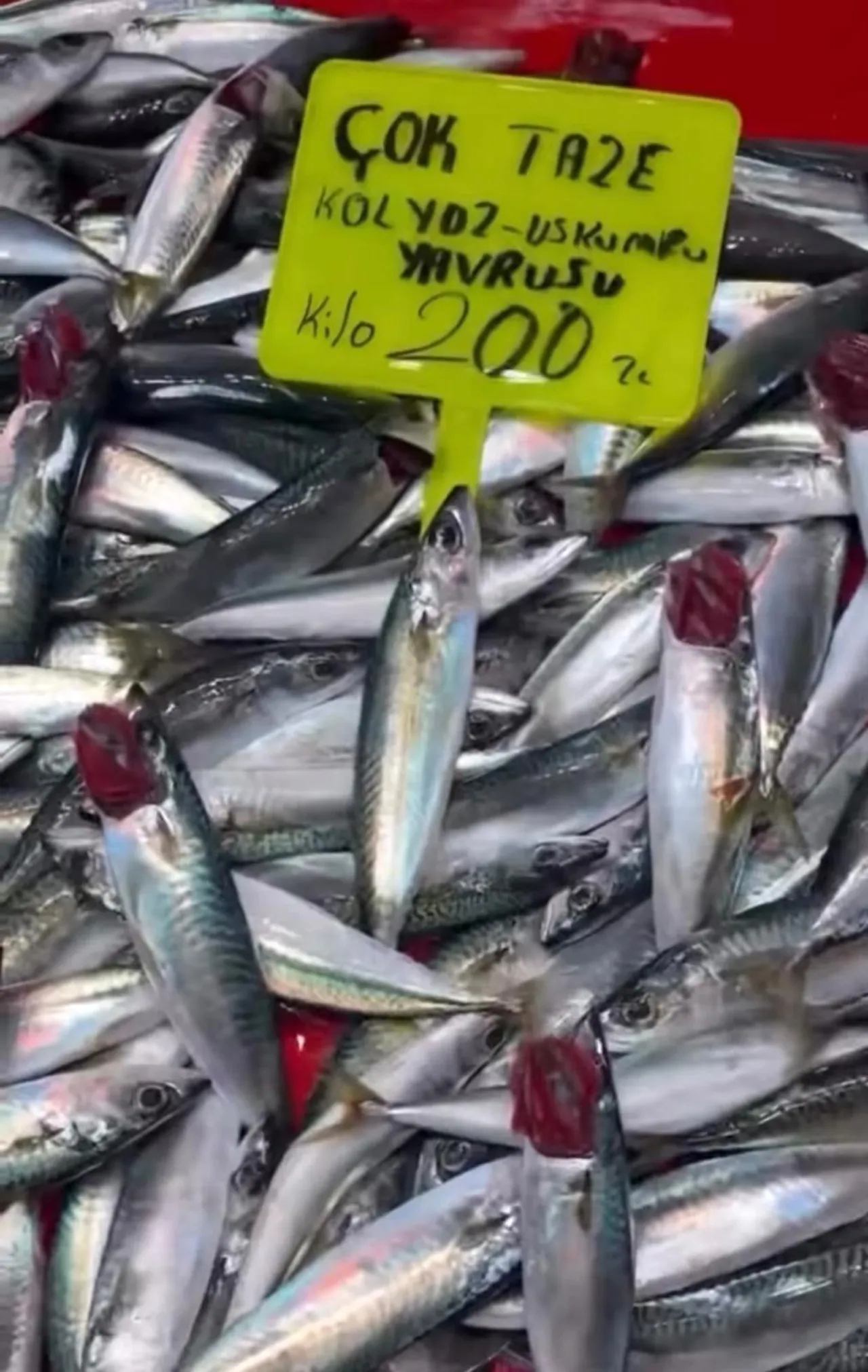 Denetim geldi, gerçek ortaya çıktı: Tezgahtaki balık kolyoz çıktı