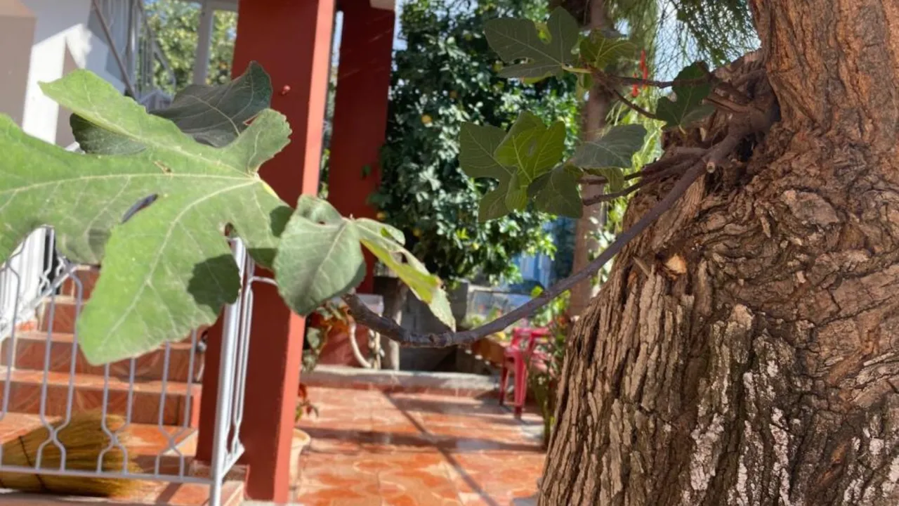 Dut ağacının gövdesinden çıktı, bir de meyve verdi! Görenler gözlerine inanamadı