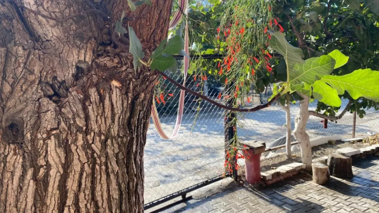 Dut ağacının gövdesinden çıktı, bir de meyve verdi! Görenler gözlerine inanamadı