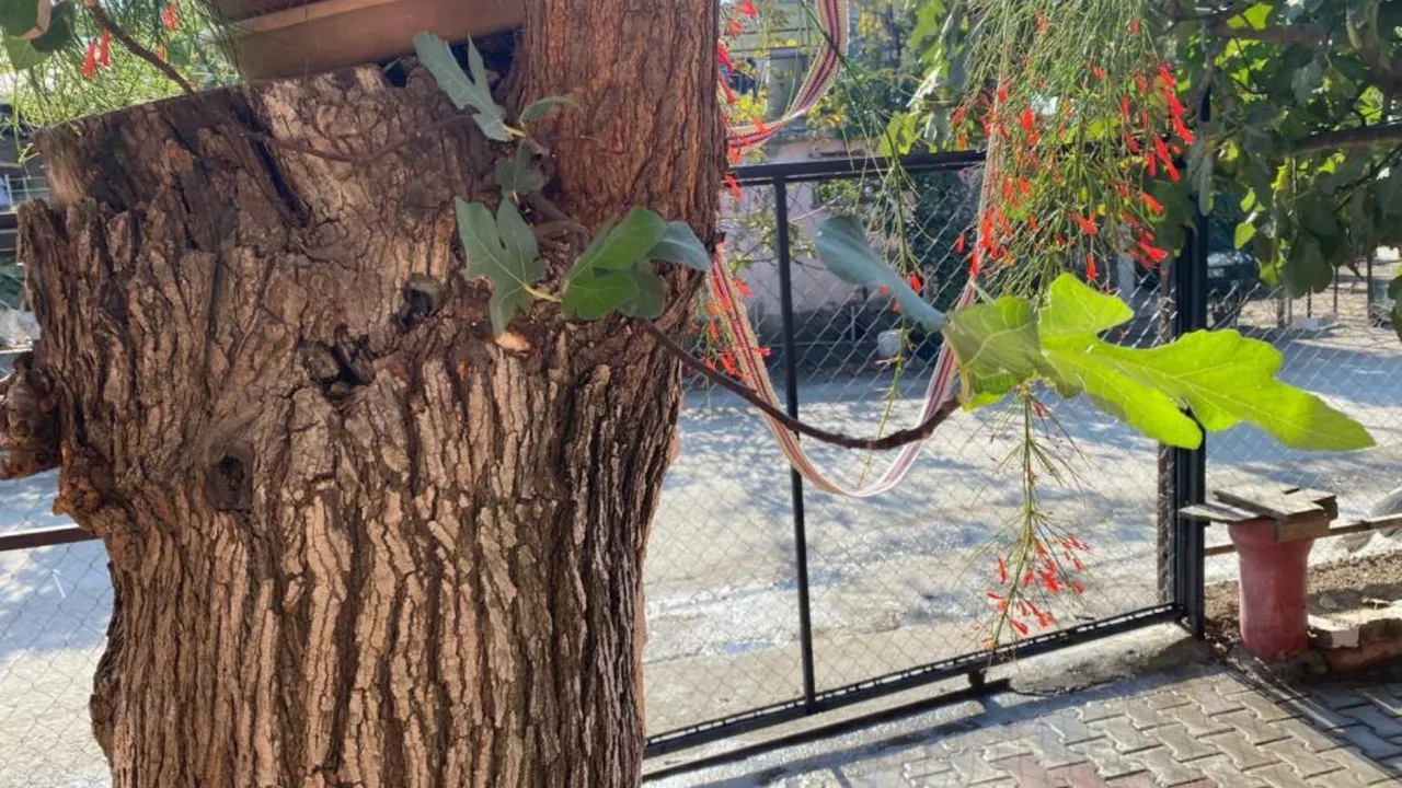 Dut ağacının gövdesinden çıktı, bir de meyve verdi! Görenler gözlerine inanamadı