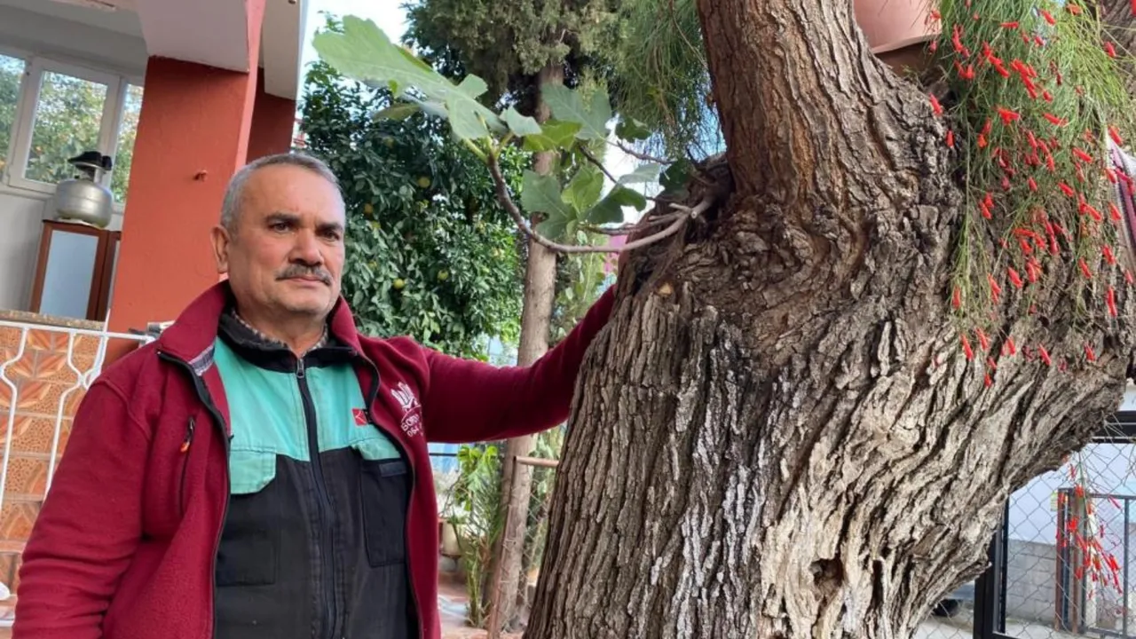 Dut ağacının gövdesinden çıktı, bir de meyve verdi! Görenler gözlerine inanamadı