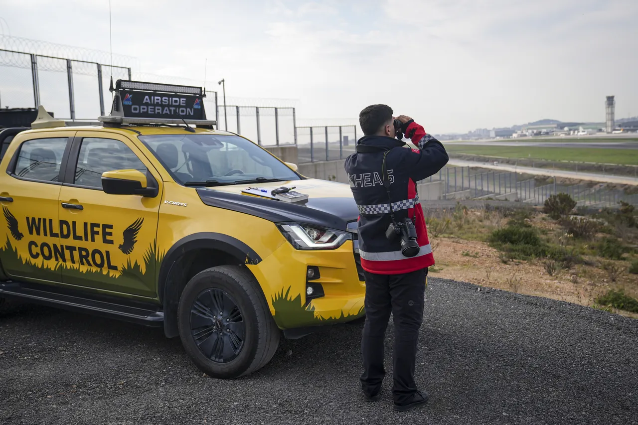 Sabiha Gökçen Havalimanı'nda yaban hayatı 7/24 izleniyor