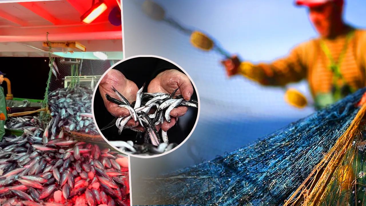 Karadeniz’de hamsi çıkmazı! Tesisler doldu, kamyonlarda yer kalmadı