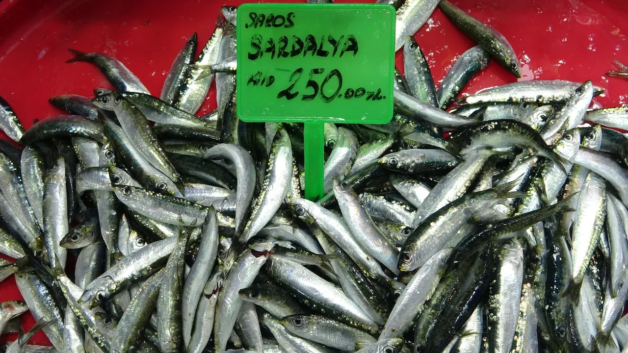 Balıkçılar Karadeniz'e gitti, hamsi avı arttı