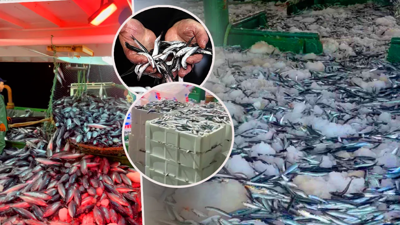 Karadeniz’de hamsi çıkmazı! Tesisler doldu, kamyonlarda yer kalmadı